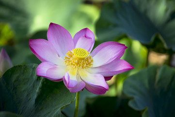 beautiful lotus flower in blooming