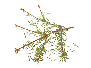 Dried out fir branch after christmas isolated over white backgro