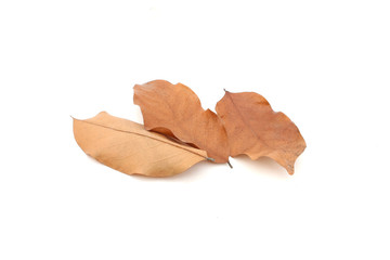 Dry leaves on isolated white