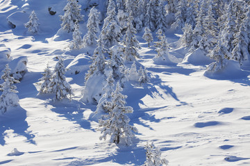 Snow covered winter forest. Top view.