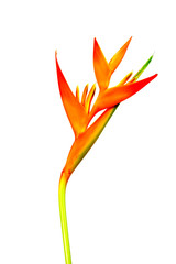 Heliconia : Golden Torch., Orange Torch. blooming on white