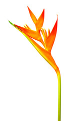 Heliconia : Golden Torch., Orange Torch. blooming on white