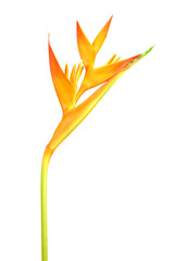 Heliconia : Golden Torch., Orange Torch. blooming on white