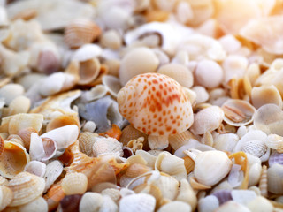 Shells on the beach with sunlight.
