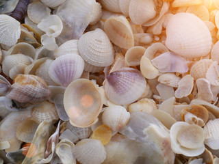 Shells on the beach with sunlight.