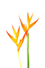 Heliconia : Golden Torch., Orange Torch.