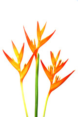 Heliconia : Golden Torch., Orange Torch.