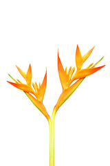 Heliconia : Golden Torch., Orange Torch.