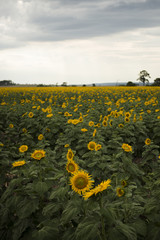 Sunflowers amongst a field in the afternoon in Queensland, Australia.