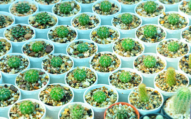 Cactus plant qrowing in flowerpot