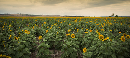 Sunflowers amongst a field in the afternoon in Queensland, Australia.