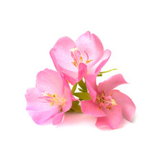Fototapeta na wymiar Pink Dombeya flower.