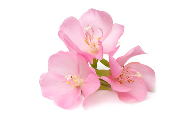 Naklejka na ściany i meble Pink Dombeya flower.