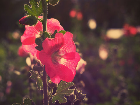 beautiful pink hollyhock flowers at sunset - Powered by Adobe