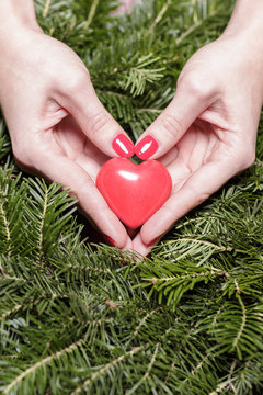 Female hands with heart on fir branches. Valentine Day. 
