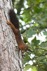 Red Squirrel (Sciurus vulgaris) eating a nut upside down on the trunk of a pine tree, Formby, Lancashire, England, UK.