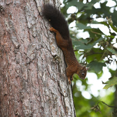 Red Squirrel (Sciurus vulgaris) climbing down a pine tree, Formby, Lancashire, England, UK.