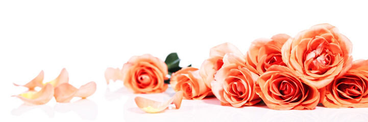 Fototapety  nagłówek z różami przed białym