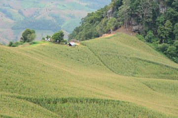 View of the corn field on the mountain, Nan, Thailand