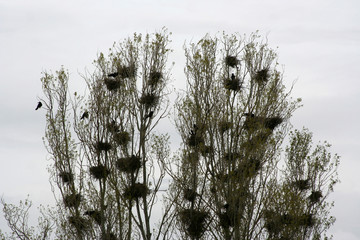 Crows and nests 