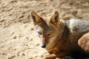 Red colored desert fox with big ears