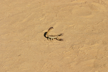 Fototapeta na wymiar Arthropod dangerous scorpions crawling insects in the sand