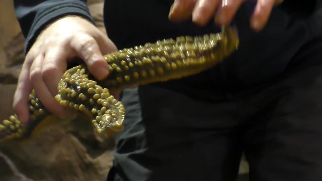 Aquarium or zoo worker showing wet live starfish to children. Kids touch the sea star, close up.
