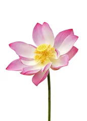 Photo sur Plexiglas fleur de lotus beautiful lotus flower in blooming