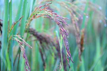 Close up of sticky rice spike