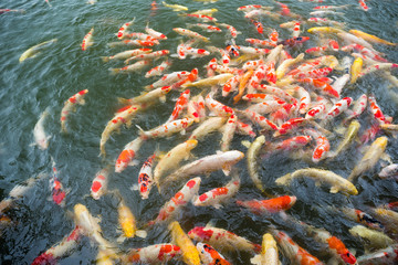 Fototapeta na wymiar Koi fish swimming in pond