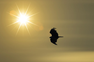 silhouettes of eagle is flying on the sky with sun.