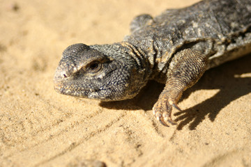 Close up of a big reptile somewhere in the sahara tunisia