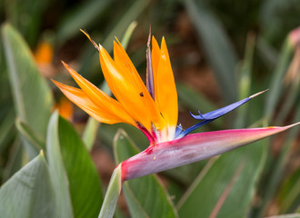 Obraz na płótnie Canvas Tropical flower strelitzia or bird of paradise flower in Funchal on Madeira Island, Portugal.