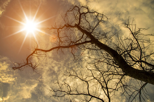tree branches with sun sky.