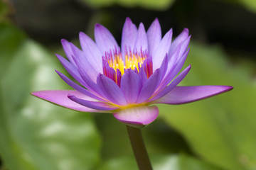 Obraz premium Beautiful water lily hybrid flower. (Nymphaca nouchali Burm.f.)