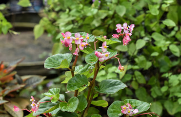 Pink Helianthemum Flower