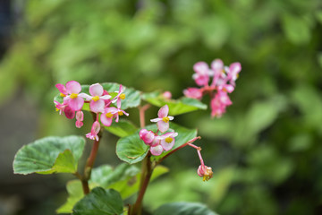 Pink Helianthemum Flower