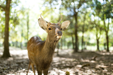 Naklejka na ściany i meble Deer relaxing at Nara Park