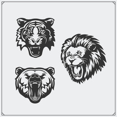 Illustrations of wild animals. Bear, lion and tiger.