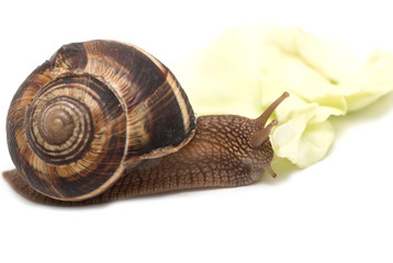 snail on a white background