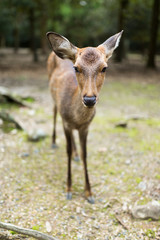 Naklejka na ściany i meble Nara park and a deer