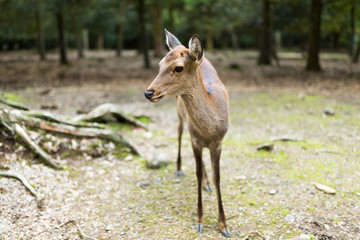 Sika deers in Nara