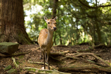 Wild deer