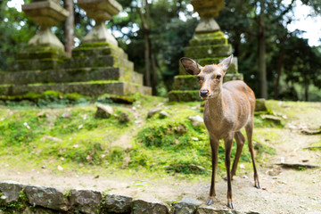 Wild deer in japanese temple