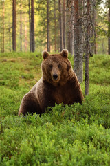 Obraz na płótnie Canvas Brown bear (ursus arctos) in a forest at summer