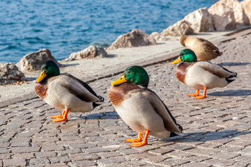 Three ducks on the lake promenade