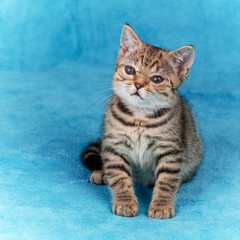 Naklejka na ściany i meble Cute clever little kitten wearing glasses sitting the soft blue blanket