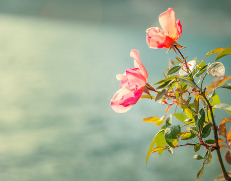 Beautiful natural background with pibk rose flower in soft focus