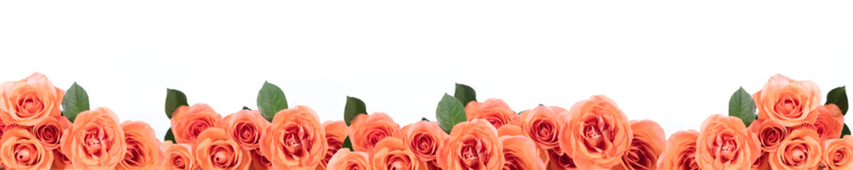 Fototapety  panorama z różami