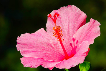Hibiscus flower © Thomas Grau